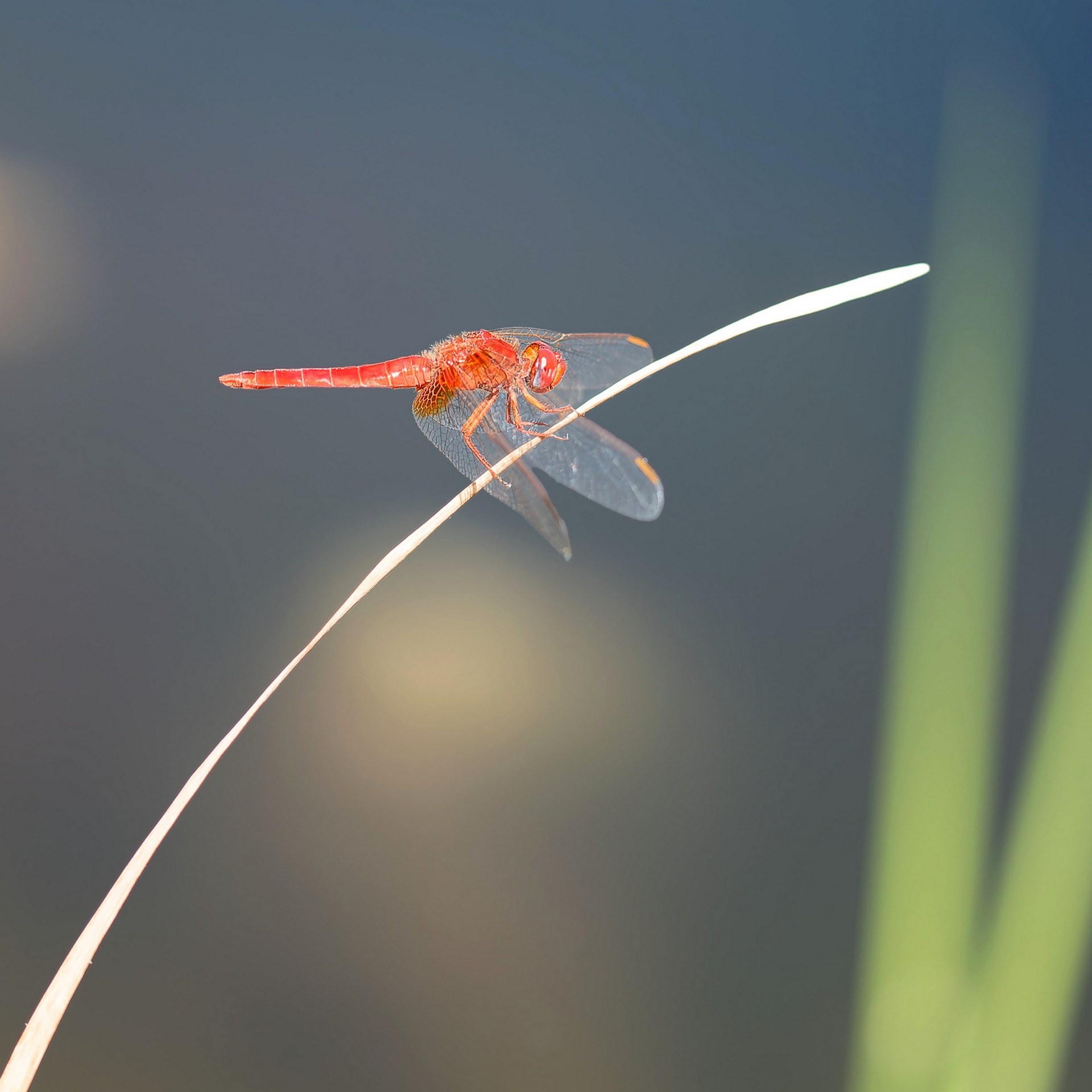 Sur un fil blanc DSC 0321